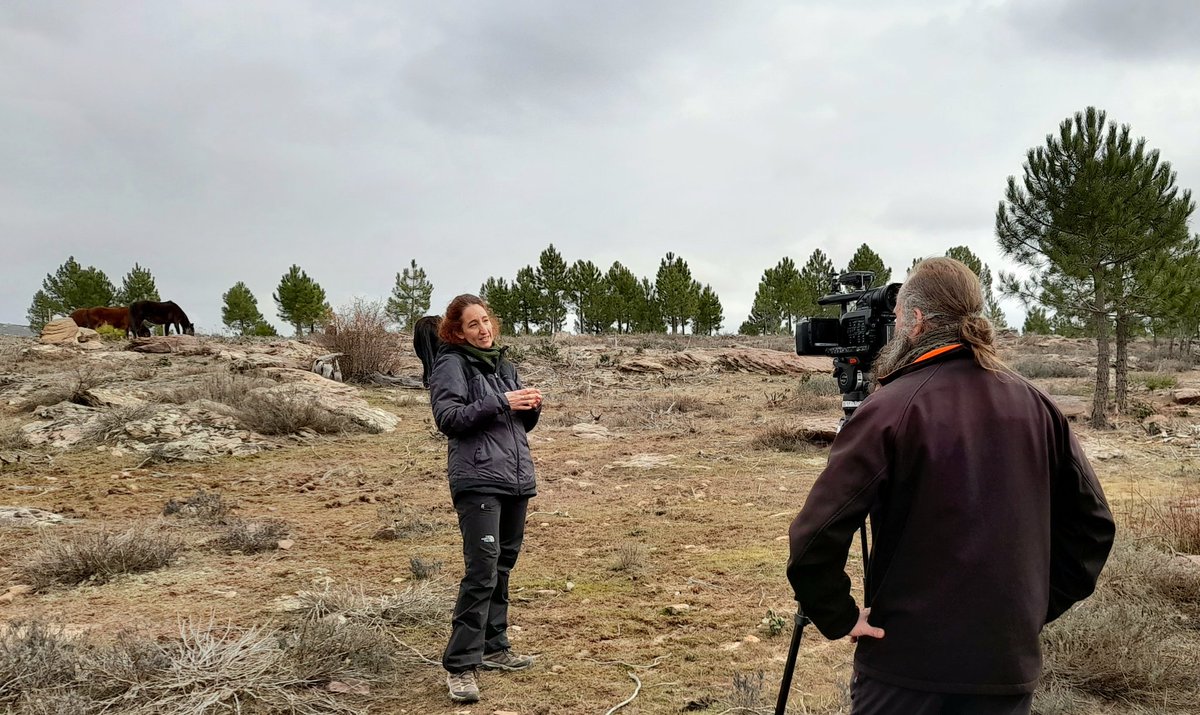 RewildingSpain_'s tweet photo. ¿Interesado en las novedades de la manada de caballos serranos semisalvajes que pastorean en el monte Solanillos de Mazarete? 🐎

🎥 Se las hemos contado a un equipo de @CMM_es y pronto estarán en el aire
#pastoreonatural #renaturalización #SistemaIbéricoSur #biodiversidad #ARREA https://t.co/wakGgcneQg