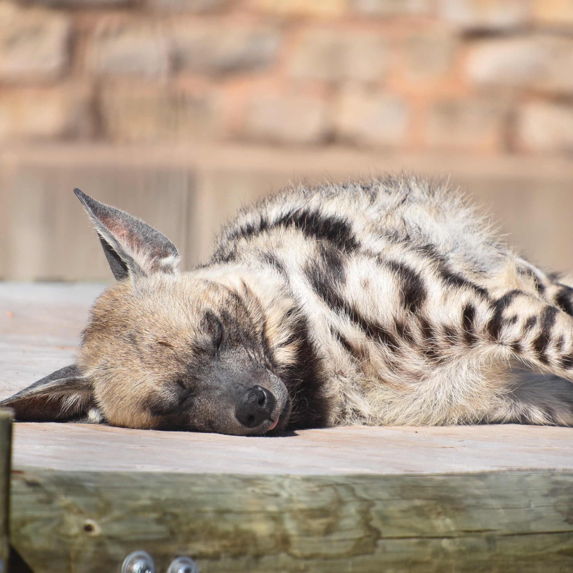 The Abilene Zoo on Twitter: "Looks like Felix the striped hyena is