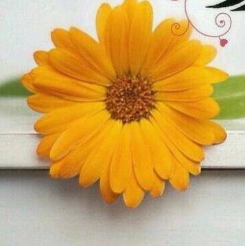 احياناً اذا  كنت صادق وعفوياً
مع الاخرين تكون مع بعض الاشخاص يكون غلط وكبير 
والمطلوب نرمي بالعفويه والصدق على جنب ونكون وحوش عشان نعيش