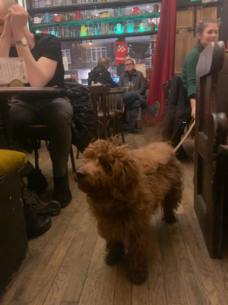 Since we love making you smile, enjoy this photo of one of our Troubadogs 🐶
Tag us or send us photos of your Troubadogs to be featured or reposted!

#troub #troubadourlondon #troubadour #thetroubadour #MySecretLondon #londonpub #londonpubexplorer #troubadog #troubadogs