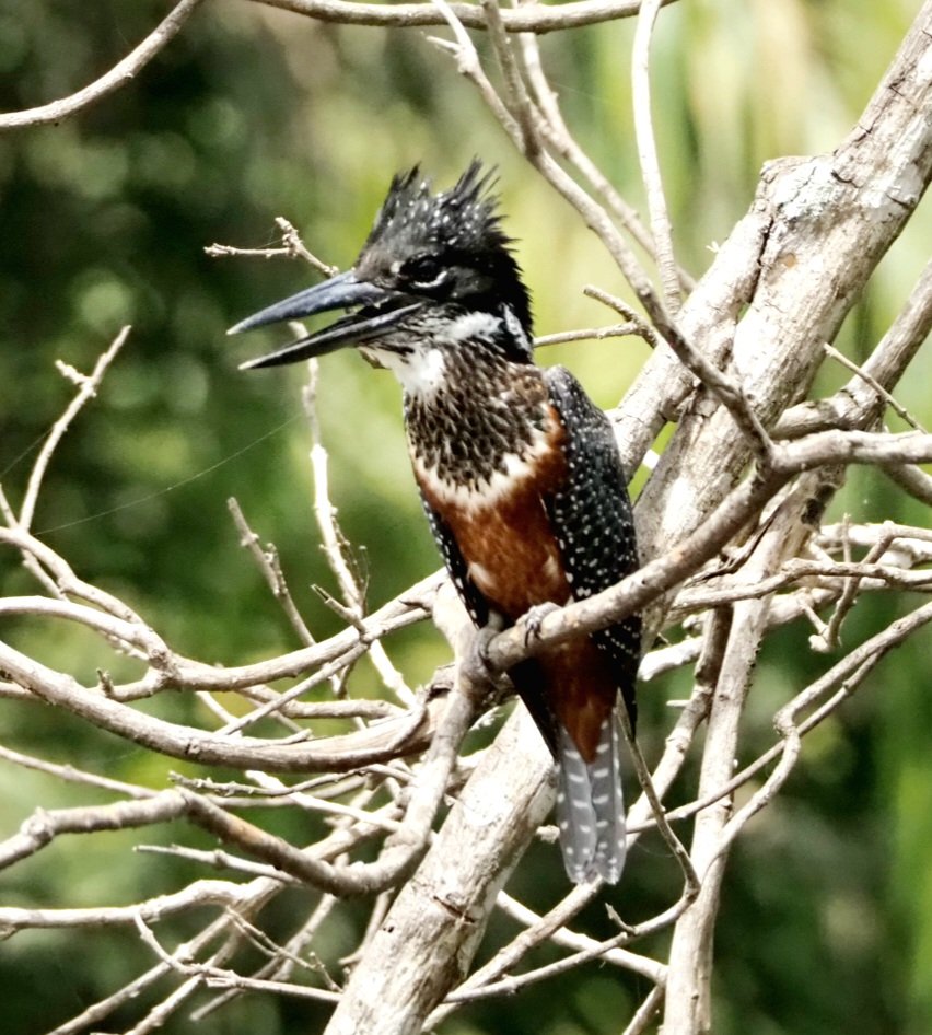 DeniseHarper26's tweet photo. A close encounter with the king of kingfishers. Giant Kingfisher at Abuko nature reserve, The Gambia. #Gambia #birdsofgambia #kingfishers #birdphotography #Abuko https://t.co/o7ESxw13S1