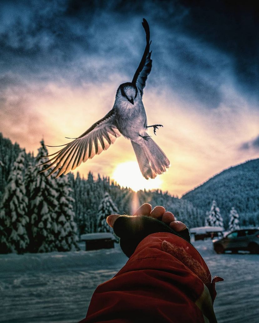Manningpark's tweet image. #WildWednesday - With every graceful landing on an outstretched hand, the Whiskey Jack reminds us that even the smallest moments can be filled with magic.

📸 @andreihphoto

#manningpark #whiskeyjack #naturephotography #wildlifephotography #wondersofnature #beautifulbc
