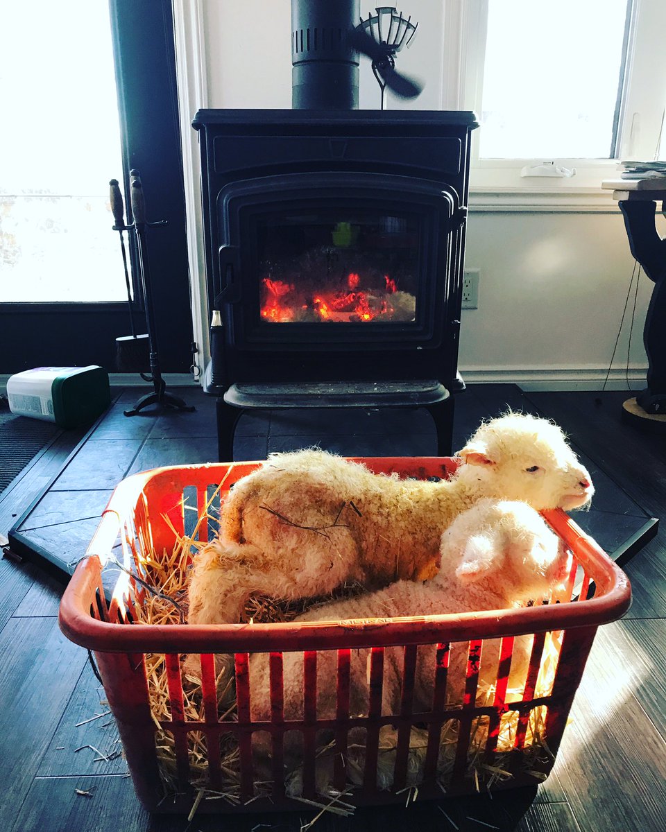 PlettLaura's tweet photo. The ewes aren’t due to lamb for another week, but the weather this morning was just too nice to pass up. 🏝 https://t.co/8BQl3P5RfY
