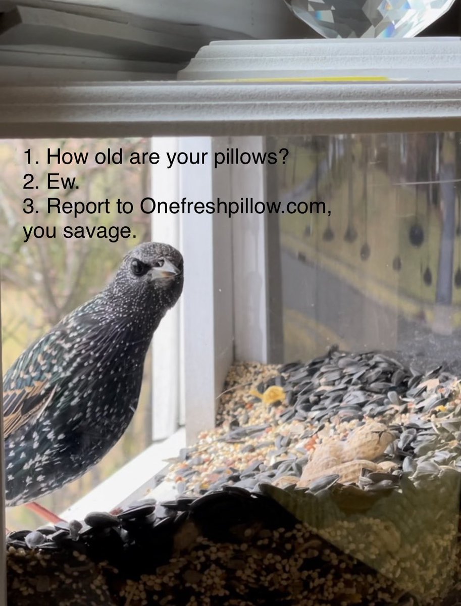 BirdsInMyRoom's tweet photo. @OneFreshPillow @JessicaKia You rang? https://t.co/YK5Lk2hqrK