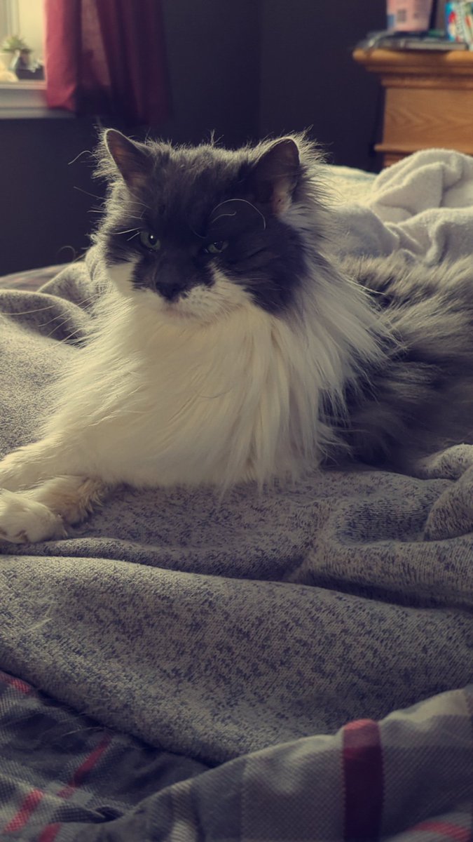 This week I received the news that chemotherapy is working! I'll have to have the full 12 rounds but the fact that it's working is amazing news. 

Here is a picture of Lulu (almost 20!) as a bit of extra feel good for this week 🥰