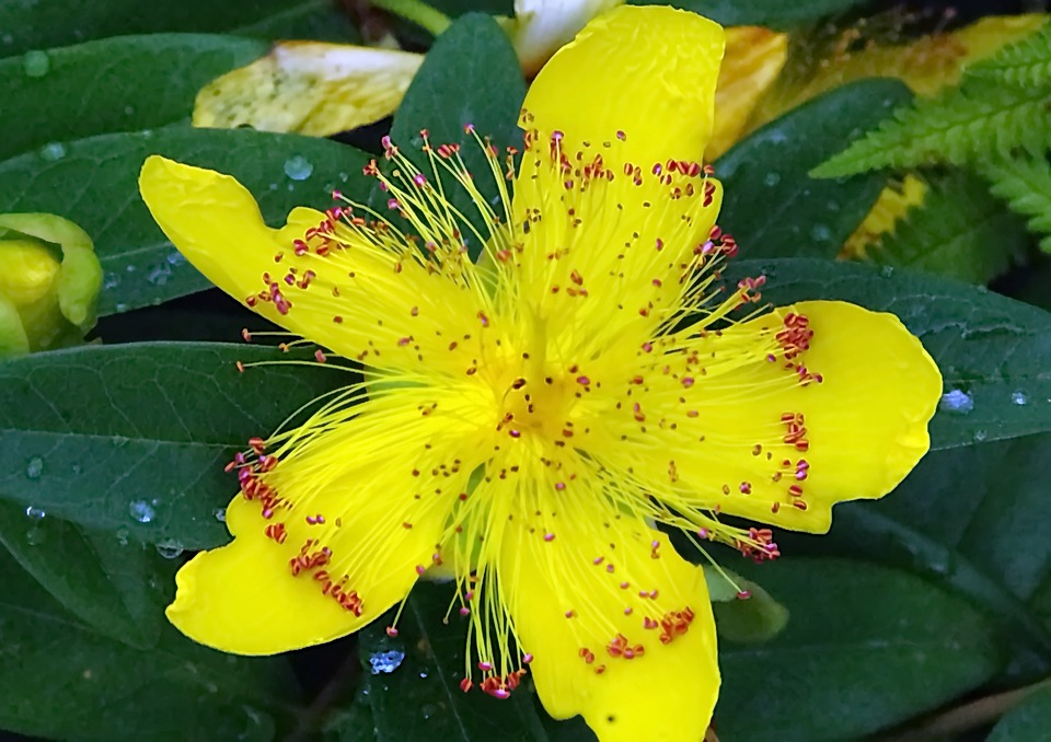 sweetstickyrain's tweet image. St John's Wort (Hypericum)

…icflowersbeautifulblooms.blogspot.com/2023/02/st-joh…

#Wort  

#StJohnsWort  

#Hypericum 

#stJohnWort