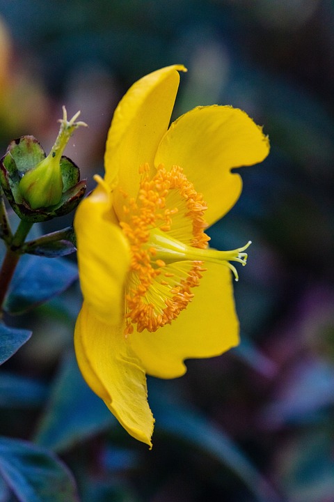 sweetstickyrain's tweet image. St John's Wort (Hypericum)

…icflowersbeautifulblooms.blogspot.com/2023/02/st-joh…

#Wort  

#StJohnsWort  

#Hypericum 

#stJohnWort