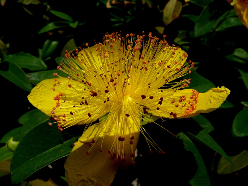 sweetstickyrain's tweet image. St John's Wort (Hypericum)

…icflowersbeautifulblooms.blogspot.com/2023/02/st-joh…

#Wort  

#StJohnsWort  

#Hypericum 

#stJohnWort