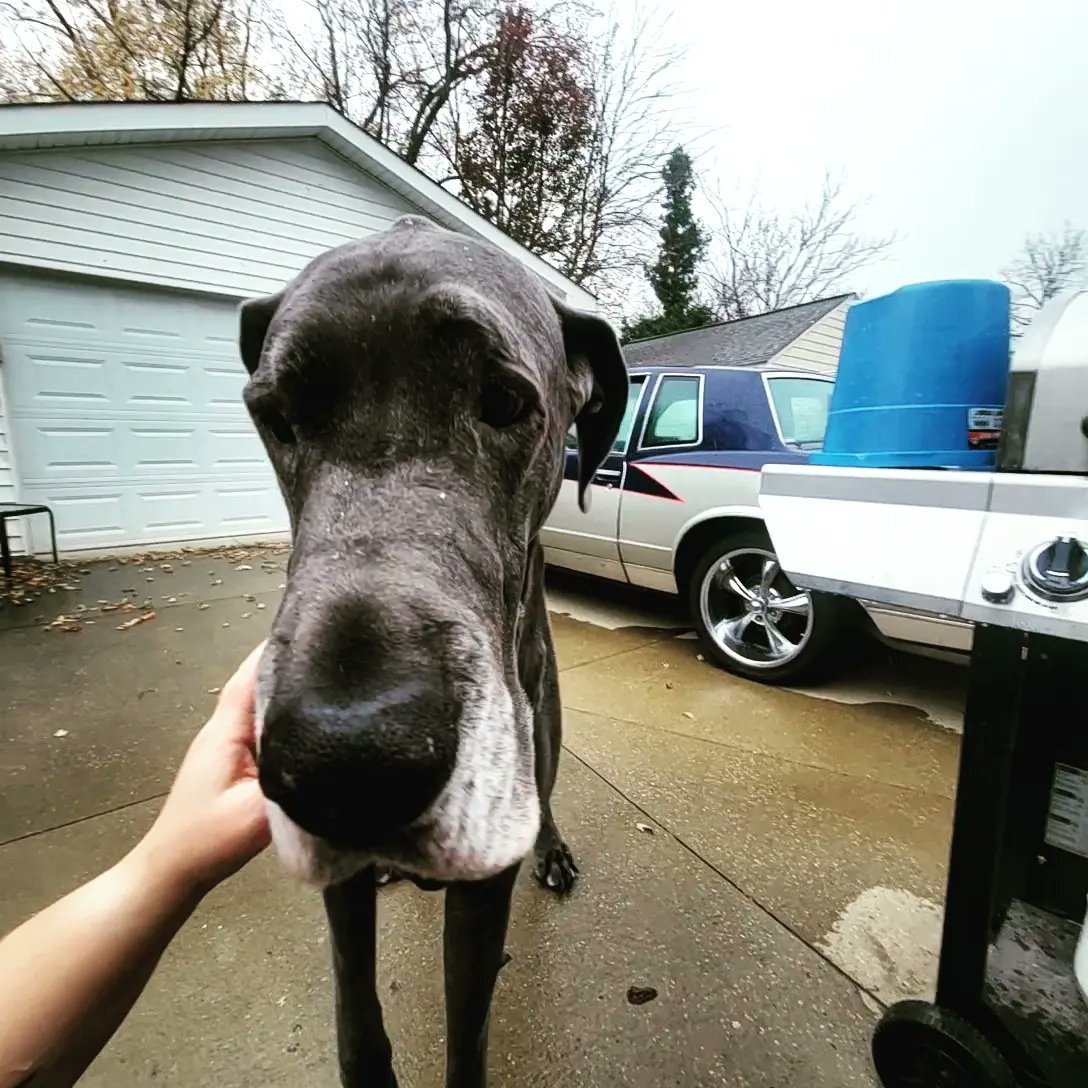 satemkemet's tweet photo. That time I could have made Tiberius famous but I never log into Twitter or check my DMs
@weratedogs #oops #gooddogbadmom #tiberiusthegreatdane #mickeythechi #snowangel #bardog https://t.co/eHrhYICM8E