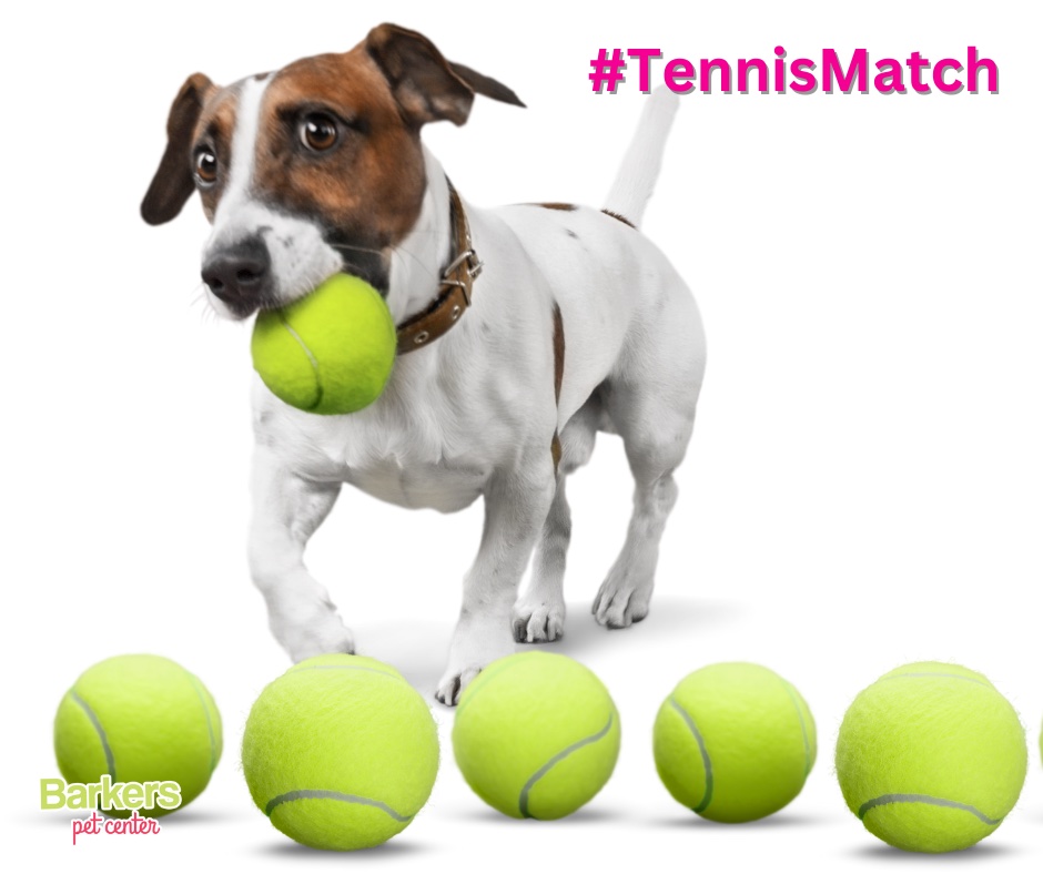 thebarkerspets's tweet photo. 🐕🐕Calling all pups!🐕🐕
🎾 The Barkers Pack is hosting a fun tennis playdate and we want you to join us! 🎾 The only rule that applies for our doggy playmates is to have a barkin' good time! 
#barkersdaycare #barkerspetcenter #tennis #dog #tennismatch #tennismatch #doggydaycare https://t.co/hpLoL2audv