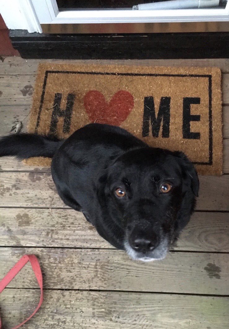 LegalAidNYC's tweet photo. Hayley wants everyone to have a home. #GoodPawsForGoodCause https://t.co/13zbcDW4hG