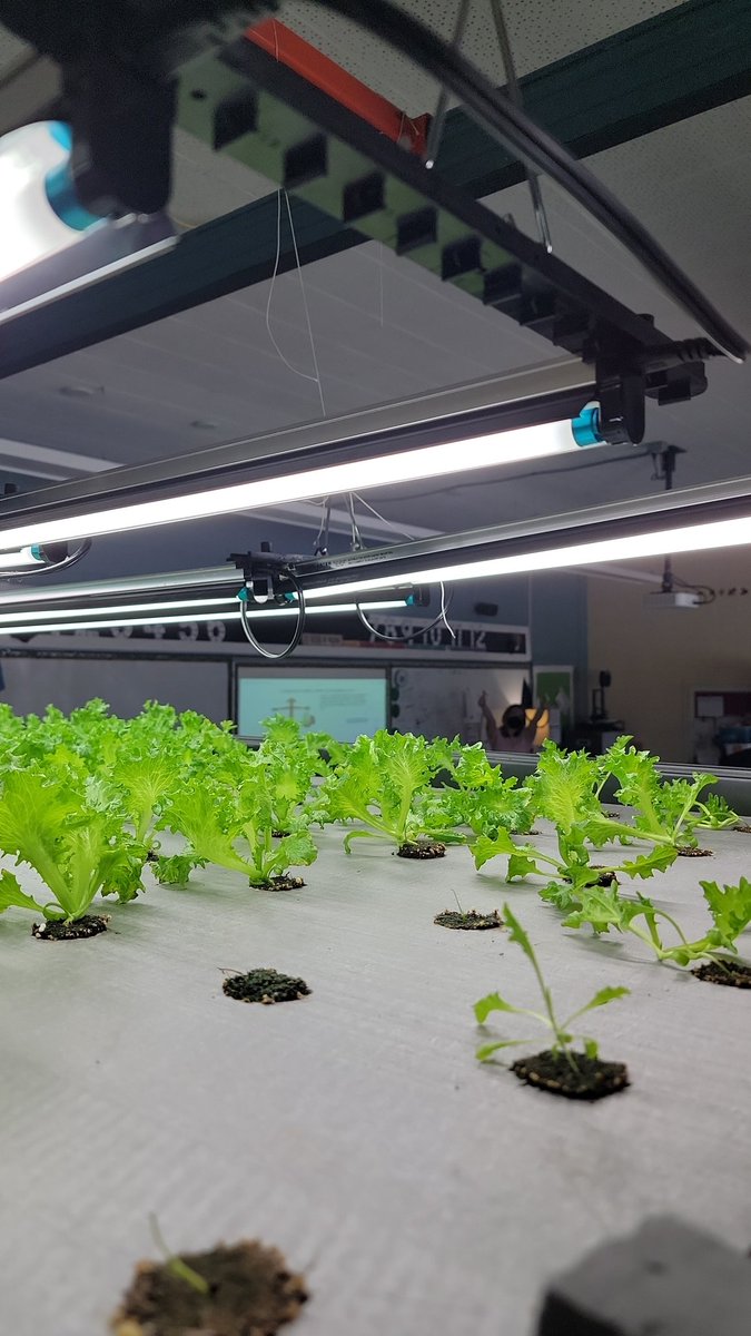 Who says you need acres of farmland to grow fresh produce? 🤔🌿 Mrs. Baisley's classroom hydroponic vertical farm is revolutionizing the way students learn about sustainability and healthy eating! 🌱📚 #hydroponics #verticalfarming #sustainabilityeducation #classroominnovation'