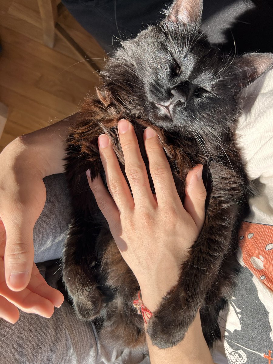 aaaaalegria's tweet photo. @chaoticcatpics jiji https://t.co/GPcxOHeJ4x