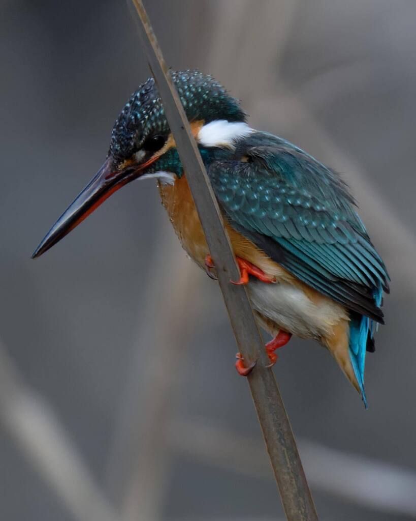 カワセミ

2023.2

#カワセミ 
#kingfisher
#bestbirdshots #bird_brilliance #best_birds_of_world #feather_perfection #bird_gardenical #nuts_about_birds #your_best_birds #best_birds_photography #raw_birds #planetbirds #bird_captures #best_birds_of_ig #nikonc… instagr.am/p/Co-wyIBvStq/