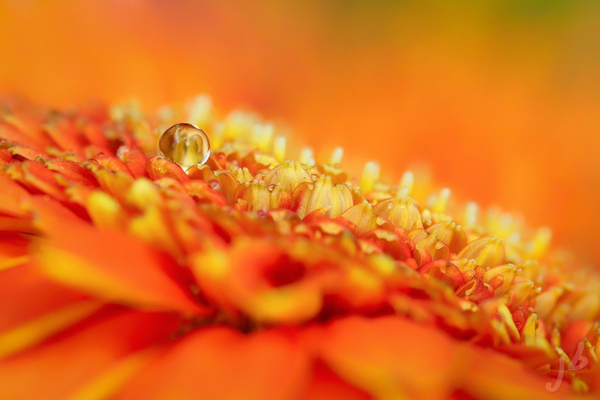 BLVD_DAWG's tweet photo. #themacrohour #ThePhotoHour #macro #closeup #waterdrop #creativemacro #flower #TwitterNatureCommunity https://t.co/fyaq9MfJFi