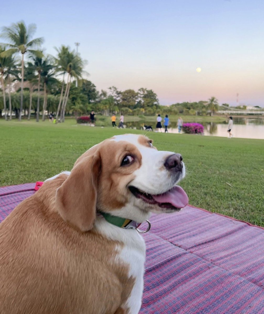 This is Mootoo. She loves picnics, but what she loves even more than picnics is picnics with you. 13/10