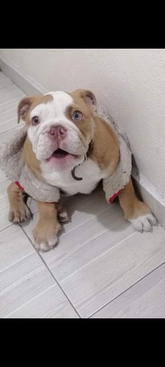 MonnEliz's tweet photo. Perrito robado en alcaldía Venustiano Carranza, cualquier info favor de comunicarse a los ☎️ 5524006926  5639580535 5531922815, extravío el 18/feb a las 3:30 pm, trae placa con el nombre de Brandy, se gratificará cualquier información que sea verídica.
RT. 🙏 @MascotasSismo https://t.co/YZzILskbOO
