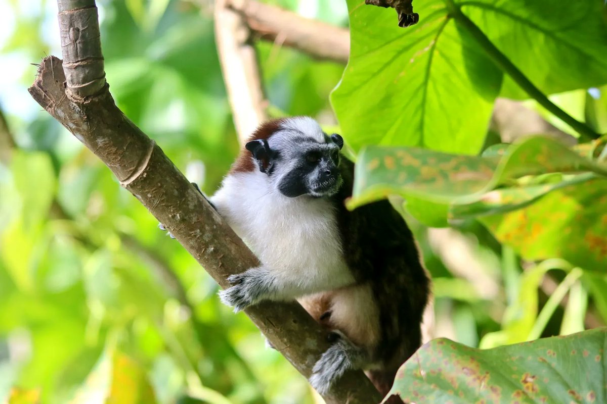 BuzzTravelBlog's tweet photo. A Tamarin Monkey seen during my visit to Panama's Monkey Island. A great tour by Barefoot Panama Tours
#monkeyisland #tamarinmonkey #monkey #Panama https://t.co/M3HF7uKMz0