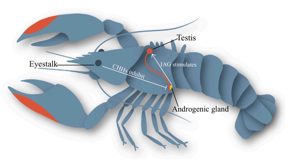 crayfishgrace's tweet photo. On track to produce monosex red claw populations for aquaculture and conservation! Read all about transcriptomics to do with reproduction https://t.co/ODkMat2mn9 @IJMS_MDPI https://t.co/lsVlbs7d9g