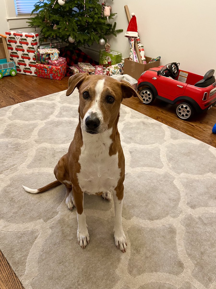 RockyRockstr's tweet photo. Here’s my Christmas Portrait. The best gift I got was the one I ate the fastest https://t.co/mpg9PVixG4