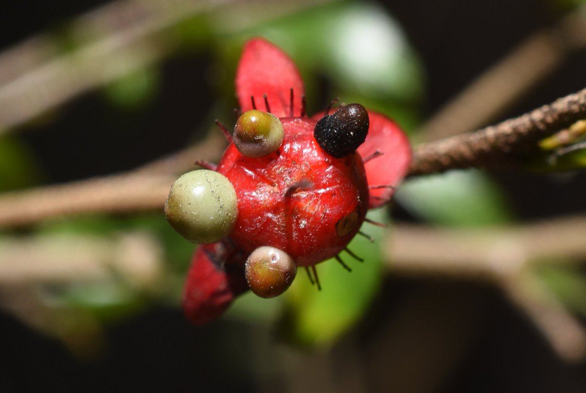 Challen Willemsen tweet media