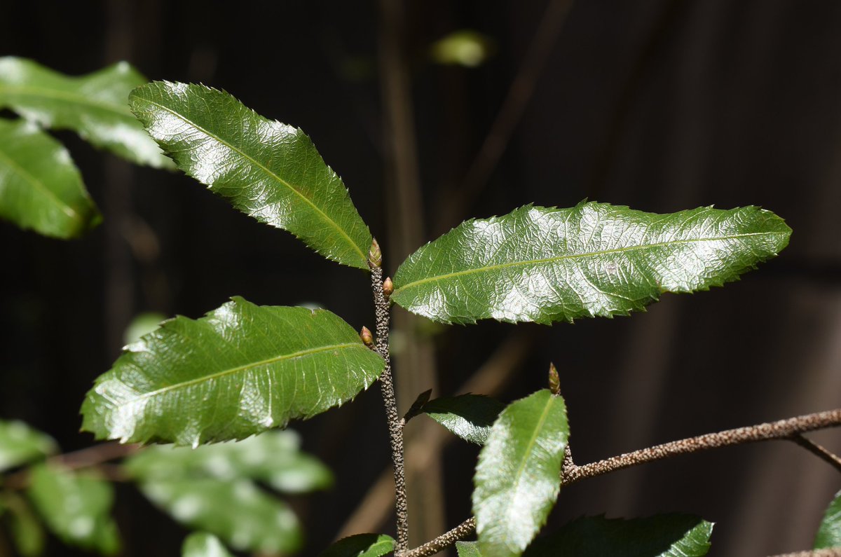 Challen Willemsen tweet media