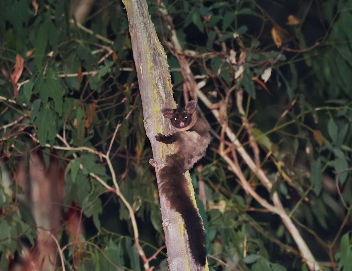 @luketkelly @UniMelb And a family of yellow bellied gliders too!