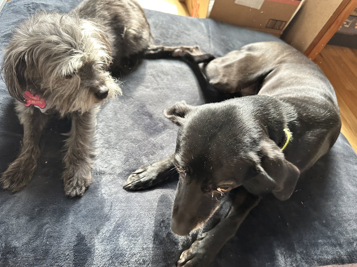 RoboJenny tweet media