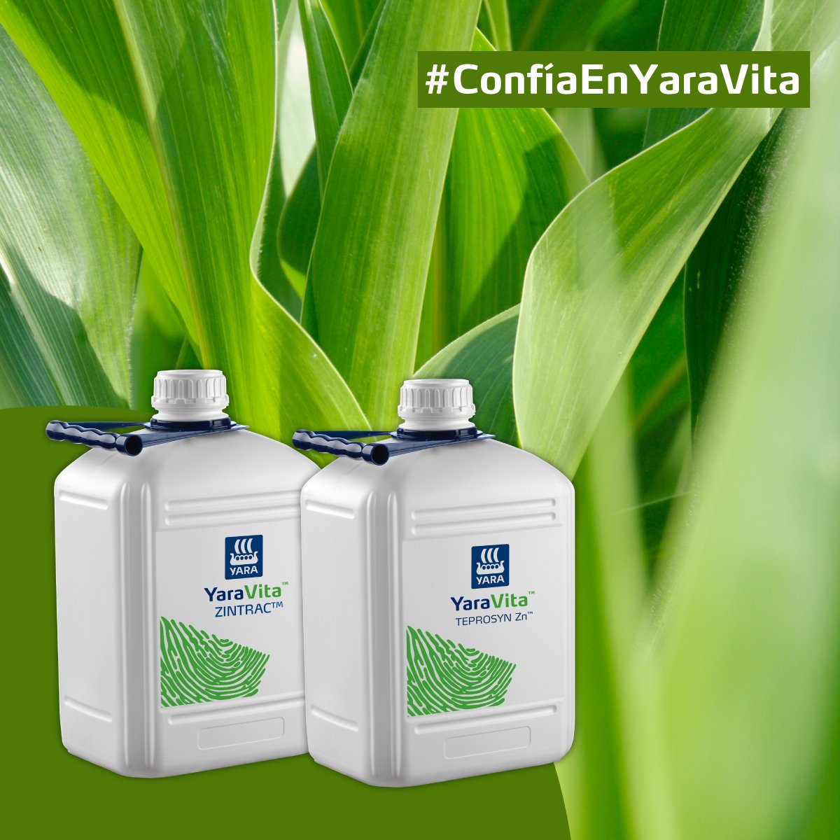 Deficiencia de zinc en maíz: te mostramos deficiencias de esta campaña y respuesta al tratamiento #agriculturasostenible #fertilizantes