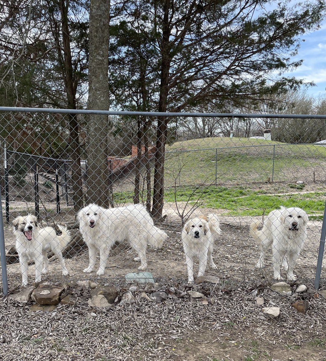 BluebonnetRescu's tweet photo. Part of the house crew — 
Left to right —
Elsinore (mom to the Fort Stockton pups)
Dixie (one of our personal dogs)
Ike
Vader
All but Dixie are available for adoption.
https://t.co/gSS8HQYwTR

#greatpyrenees #instapyr #pyrposse #bigwhitedogs #availableforadoption https://t.co/XfPYmwOw6D