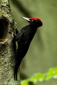 GulagAgos's tweet photo. @cimmerian_v My burd of the day is black woodpecker https://t.co/sQHkoQmEER