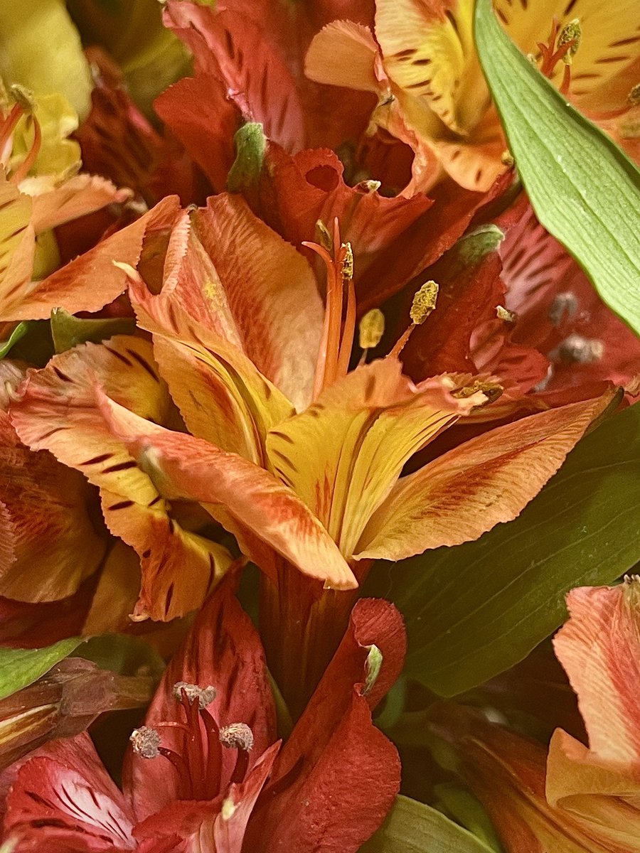 Today’s smile #flowers #warmcolors #stepforward