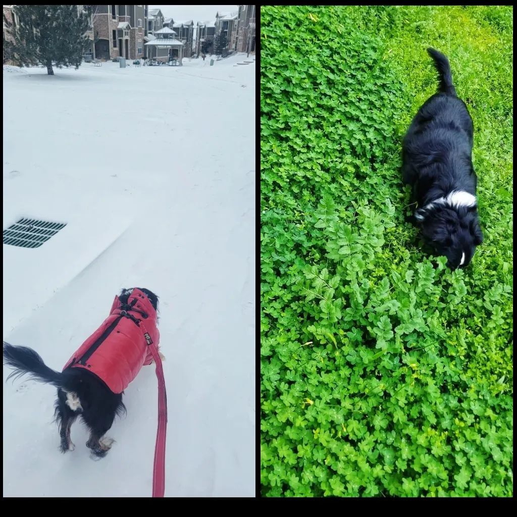 vuthy's tweet photo. Our morning walk, February 22. Same day, one year and 1,045 miles apart. https://t.co/Klk1Ss0Pqq https://t.co/oK2PF5cSwj