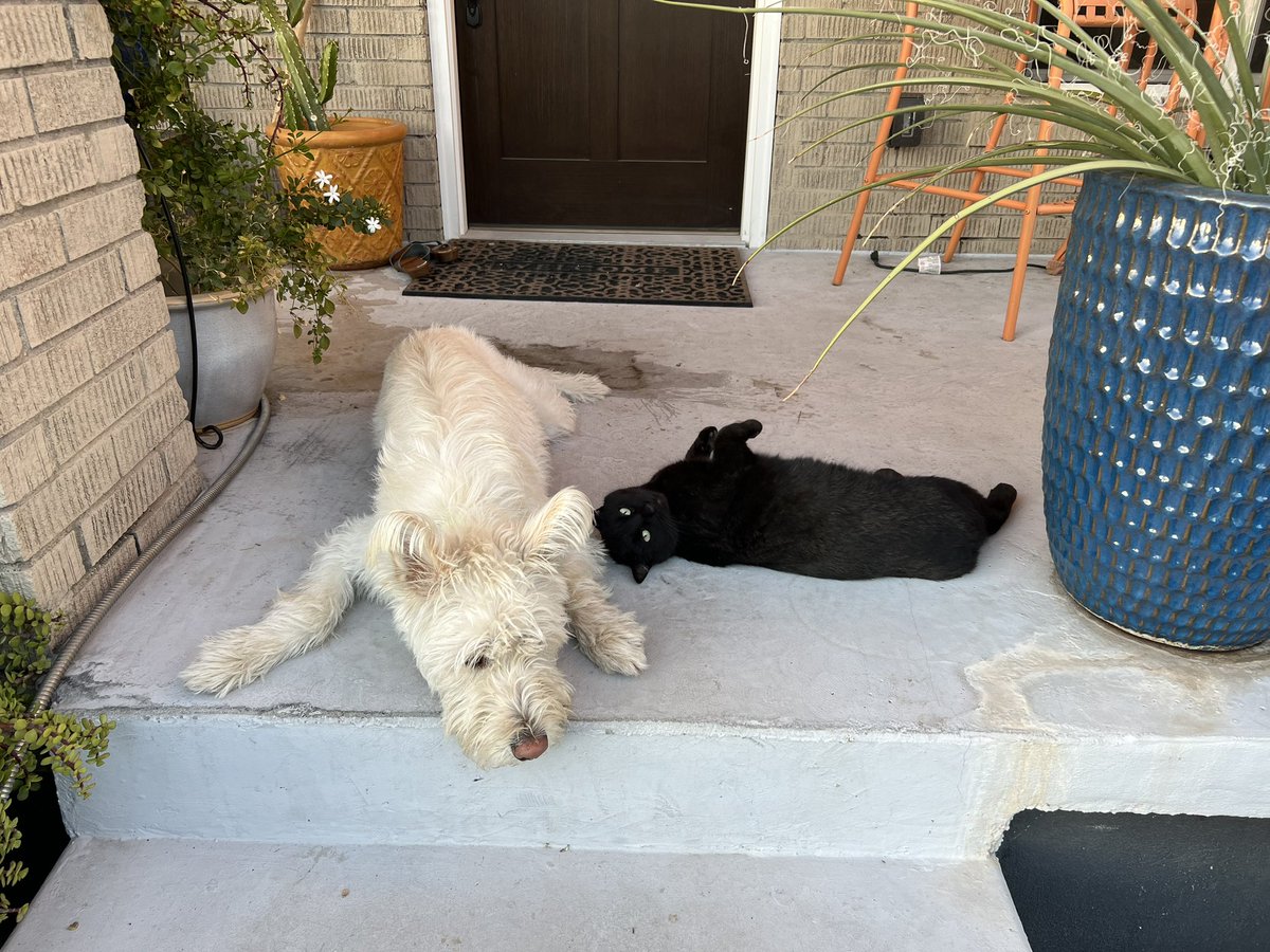 The best of furriends ❤️