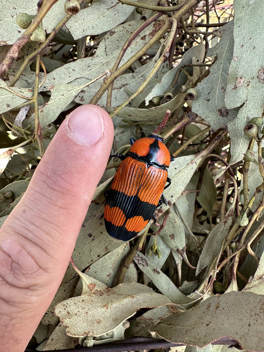 AMC_DirtDollars's tweet image. What. Is. This? Wrong answers appreciated. #ausag #agchatoz #bugcheck #insectid