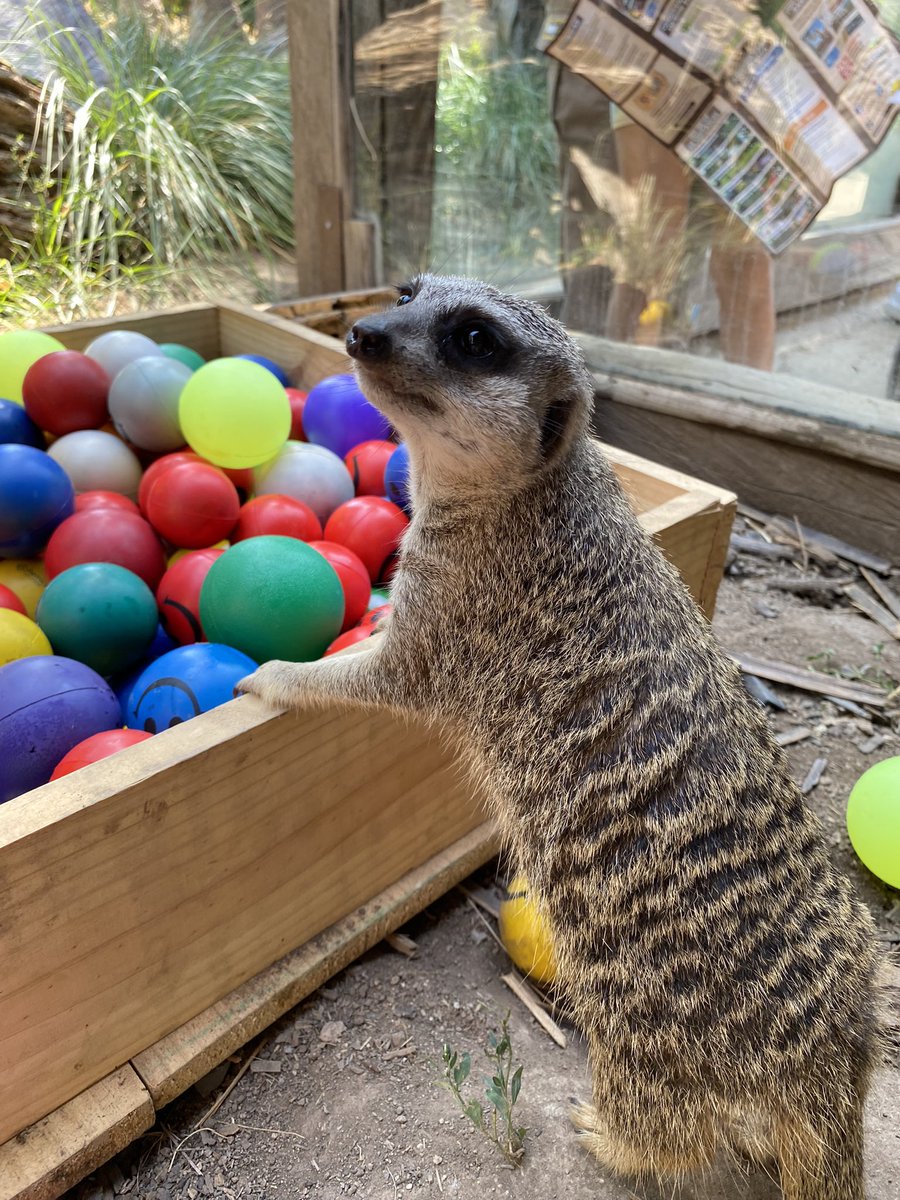 Buin_Zoo's tweet photo. ¡Ya comenzó el cumpleaños de Timón! 🎂💝🐾

Tendremos increíbles sorpresas durante toda esta semana para celebrar los 6 años de vida de nuestra querida suricata 🙌

Entradas disponibles en https://t.co/uhVO3vI2Cm

#FelizCumpleañosTimón #TienesQueVivirlo #AnimalesDelMundo https://t.co/CiGfX92DgO