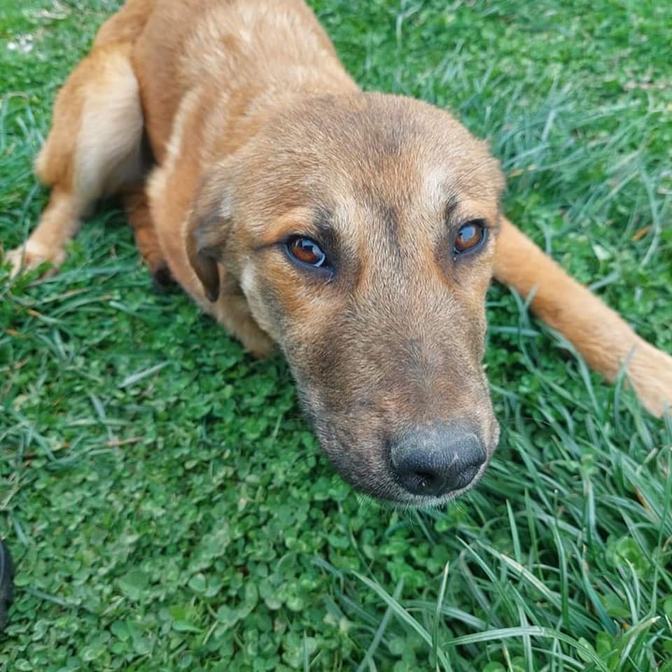 swbrescue's tweet photo. 🐶TOFFEE 🐶

Toffee was rescued with her 3 sisters from the side of the road on a freezing cold day. 
They were barely 5 weeks old.
Please RT to help us find Toffee a forever loving home! 

https://t.co/HP0JGofqrn https://t.co/o5Cc4kV1xY