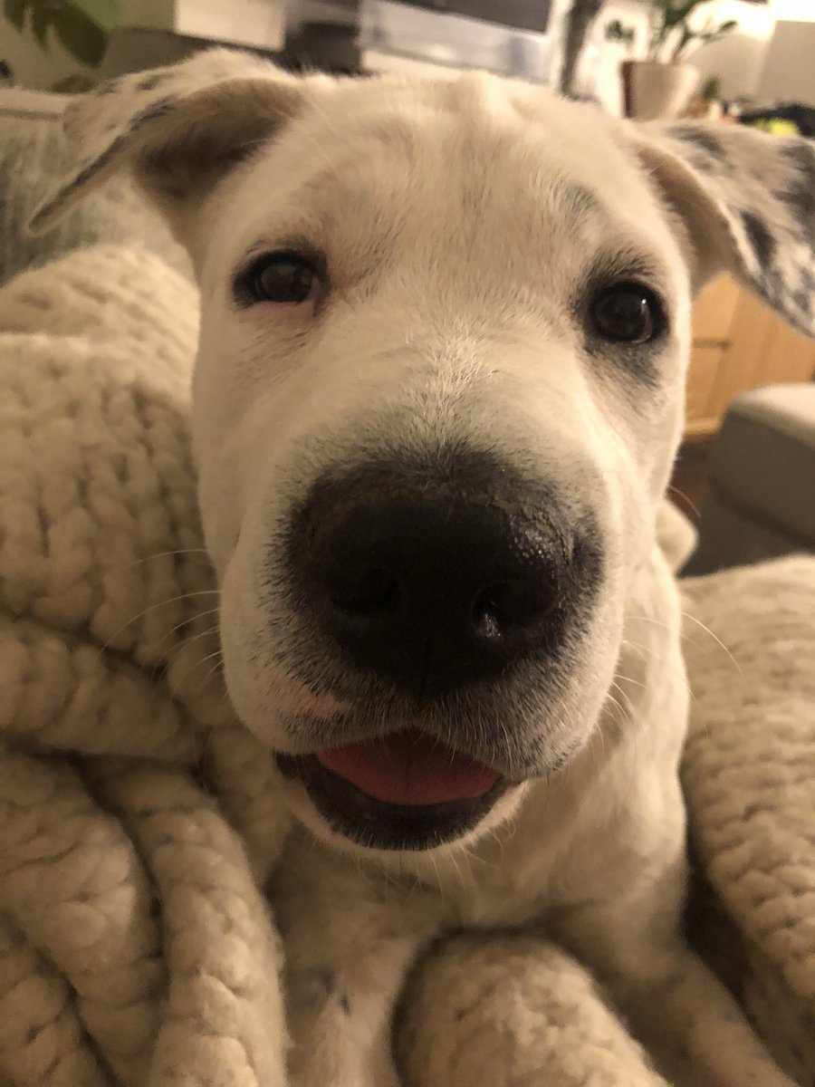 NYWFP's tweet photo. The New York Working Families Pawrty has our crack team working hard on passing Good Cause eviction protections. #GoodPawsForGoodCause 

Help them out: https://t.co/Z4GD0N12PX https://t.co/5dFYSa0aEg