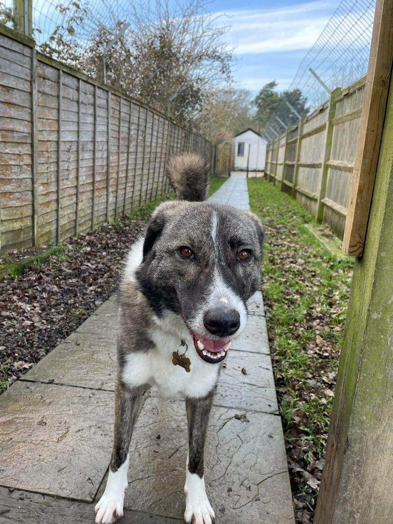 swbrescue's tweet photo. 🐶 JESS 🐶
Please help us to help her….
She found a warm safe space, but has lost it again. 
❤️‍🩹2 months in kennels...
over 6 months begging for a foster or forever home.
Yes, this is the sad life of our poor girl.
Based in #Kent.
Please RT! 
#RescueDog
https://t.co/HP0JGofqrn https://t.co/yv6vX5U5C5