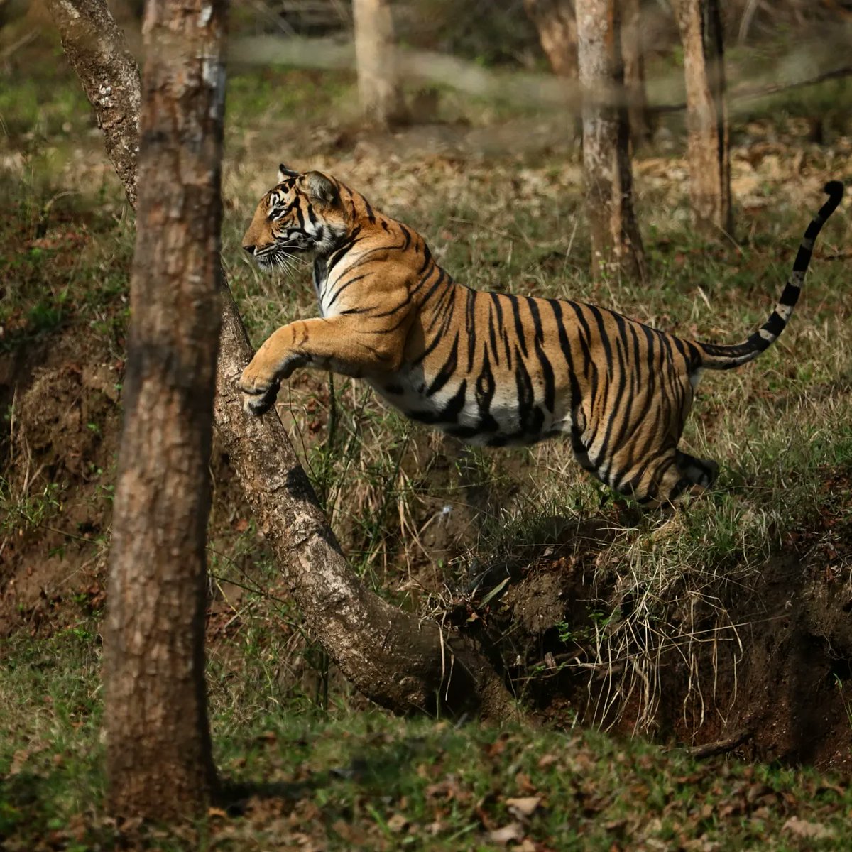 RobinKaryeth's tweet photo. "Join me in supporting the conservation of Kabini Tiger Reserve, a vital habitat for tigers and other endangered species. Let's work together to ensure its protection for generations to come. #KabiniTigerReserve #Conservation #EndangeredSpecies" https://t.co/L8BAS8Cnmk