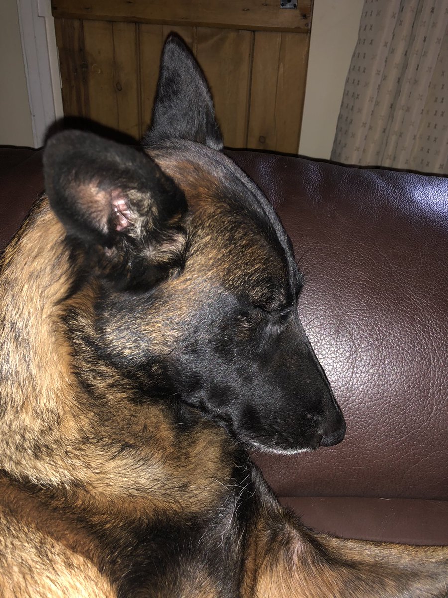 Chappers 🐾🐝 🙋‍♀️ tweet media