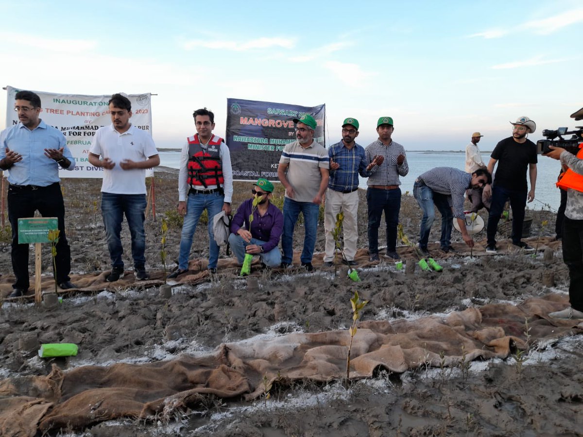 ShehzadSadiq6's tweet photo. Minister, Forests SINDH Nawabzada Taimur Talpur along with a team of media persons visited mangrove forests of Keti Bundar and Inaugurated the Spring Tree Planting Campaign, 2023 by planting a mangrove sapling at Hajamro Creek, Keti Bundar, District Thatta. https://t.co/LRi18epmiN