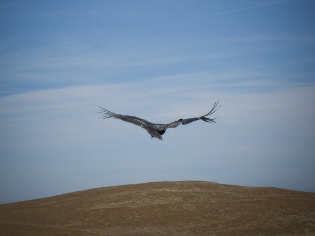 USFWSNews's tweet image. We are seeking public comment on a draft Environmental Assessment and Conservation Plan that address potential impacts to California condors in Kern County, California. More: ow.ly/zZYB50MZPht

📷USFWS #condorrecovery #windproject #TehachapiMountains
