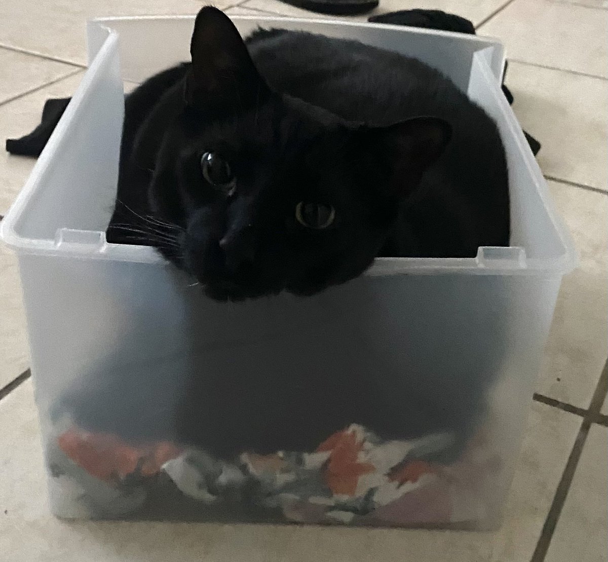 Look at him.