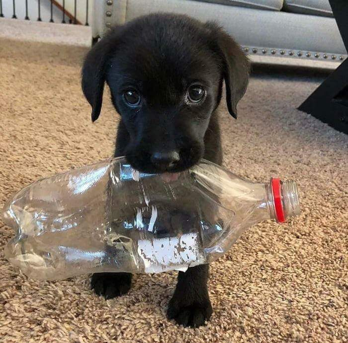 BichinhosFB's tweet photo. Esse nenê está passando pelo seu feed pra te lembar que é importante separar corretamente o lixo para a reciclagem https://t.co/GOGYmToh1P