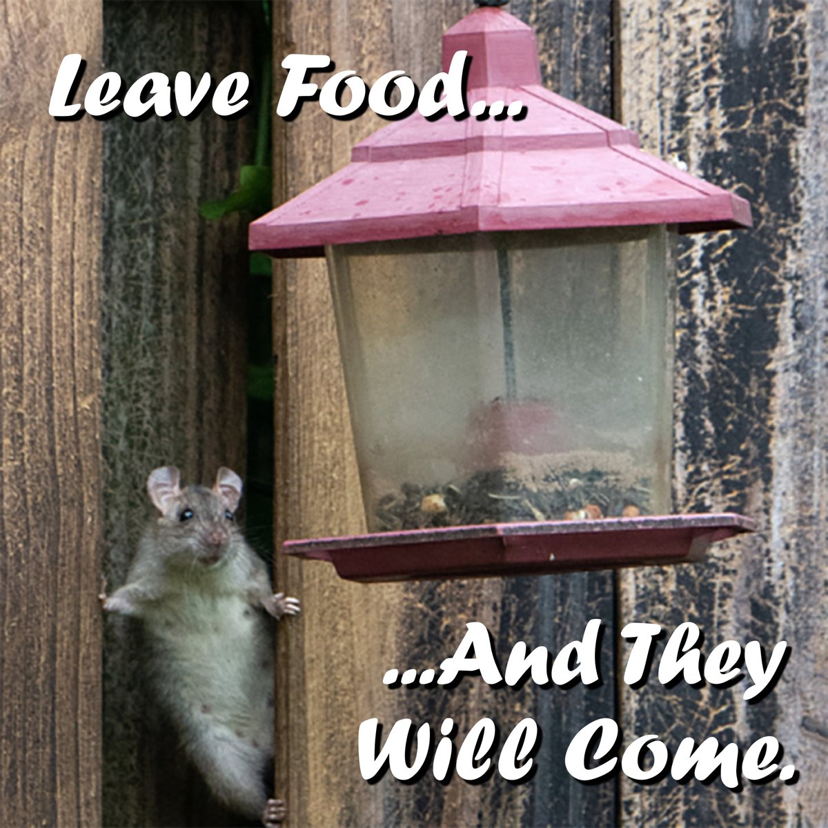 OCVector's tweet image. Wild animals are out there, and they're hungry 🍴. Leaving ready-made meals around will make you popular with the 🐀 set. #Cleanitup and you'll be popular with your family and friends instead. 🤩
