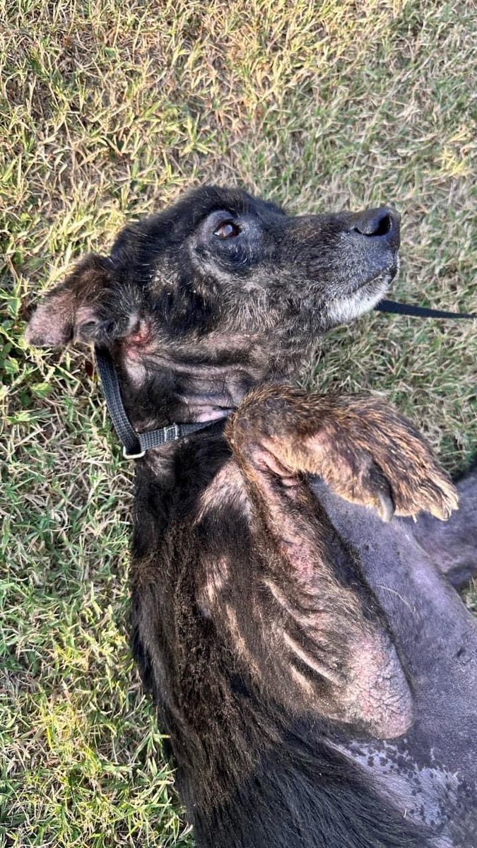 🆘ABBY
#A352790
Arrived 2/21
DIES 2/25
ABBY’s age 7
Lab Mix
HOW LONG has she suffered?
VERY malnourished
weighs 35lb💔
70% ALOPECIA on ENTIRE body, pungent/scabby
Long nails
Worn incisors susp’d HOARDING😢
Poor ABBY NEEDS TLC in remaining yrs
Plz #Pledge
#Foster?
CorpusChristi TX