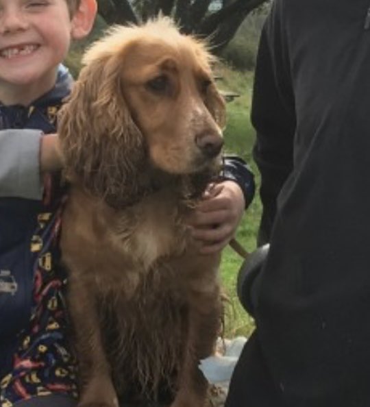 rosieDoc2's tweet photo. #SpanielHour
PRIDDY what can we say 😟
WHERE ARE YOU PRETTY GIRL?
6/1/23 she ran off from #Farm with other dog who returned 2 hrs later
#Wookey #BA5 area
Female ginger #cocker tagged/chipped/spayed
https://t.co/TedgVzsugG
@FordFarmCheese @mendipmedia @RachaelB100 @bs2510 https://t.co/4pUY7zr55b