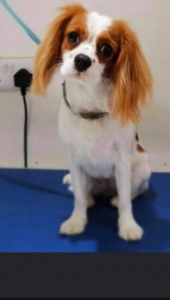 bs2510's tweet photo. ROXY #SpaniwlHour
Female #CavalierKingCharles #Spaniel Young Adult Blenheim 10 months old Microchipped
#Missing 29 Aug 2020 Possibly stolen from secure garden #ParsonCross #Sheffield S5
https://t.co/wlNXIxiXgt https://t.co/ehuL23Hysk