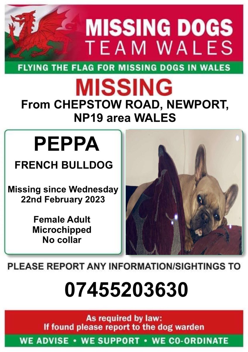 missingdogwales's tweet photo. ‼️PEPPA, FEMALE ADULT #FRENCHBULLDOG‼️
‼️MISSING FROM CHEPSTOW ROAD, #NEWPORT, #NP19 area #WALES
‼️Wednesday 22nd February 2023
‼️MICROCHIPPED
‼️Please ring number on poster with any information/sightings https://t.co/bNpheu5LCZ